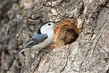 White-breasted Nuthatch